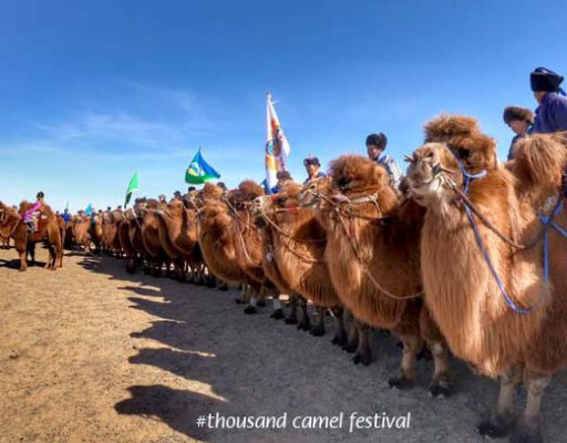 Mongolian Camel Festival